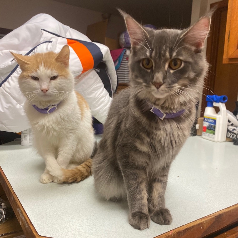 Meet your Posher, Sheleah